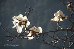 Magnolia campbellii
